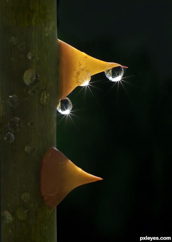 Water droplet on Rose Thorns..