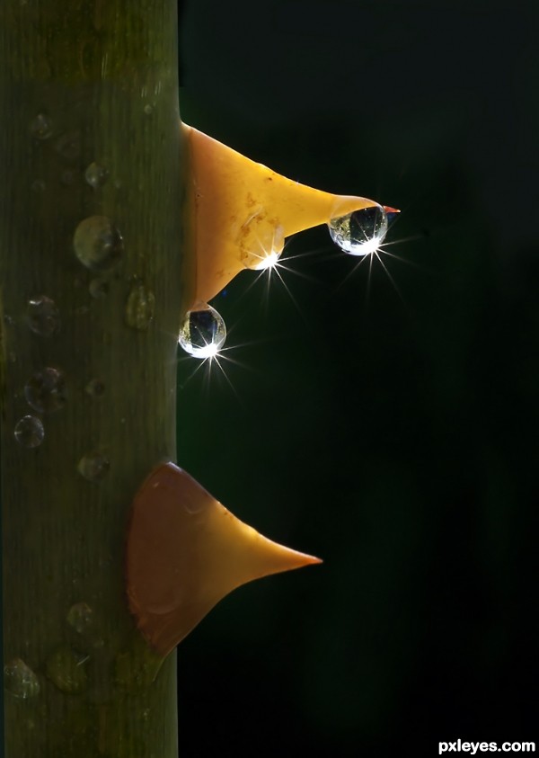 Water droplet on Rose Thorns.. photoshop picture)