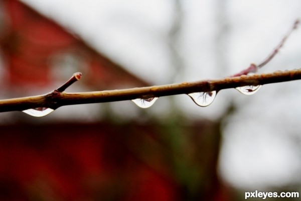 Winter Rain