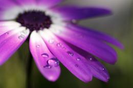 Flowers In The Rain Picture