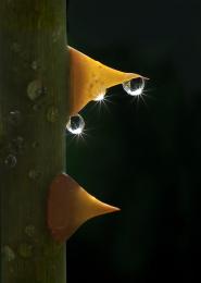 Water droplet on Rose Thorns.. Picture