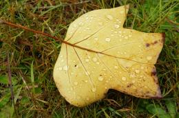 autumn drops