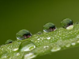 Water drops