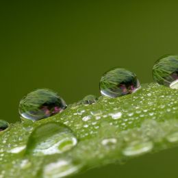 Waterdrops