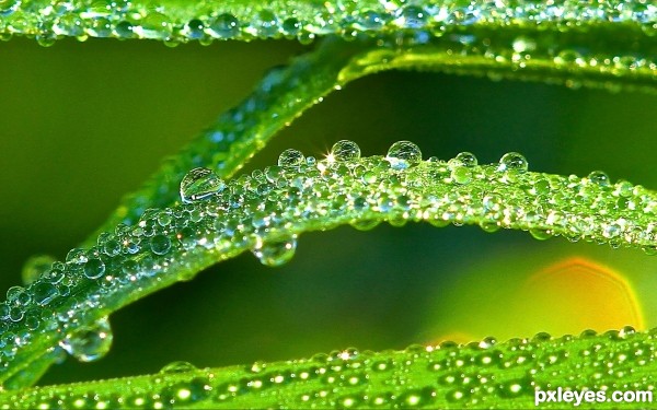 Dew