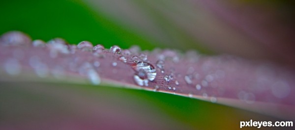 Purple Frond