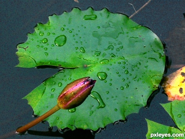 Water Drops