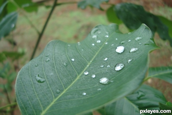 rain drops 