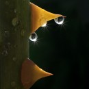 water droplets 3 photography contest