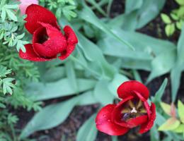 Tulips