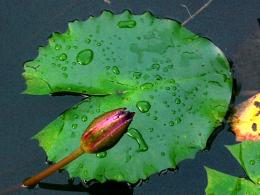 Water Drops Picture