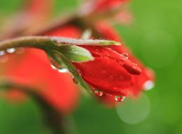 dewdrops