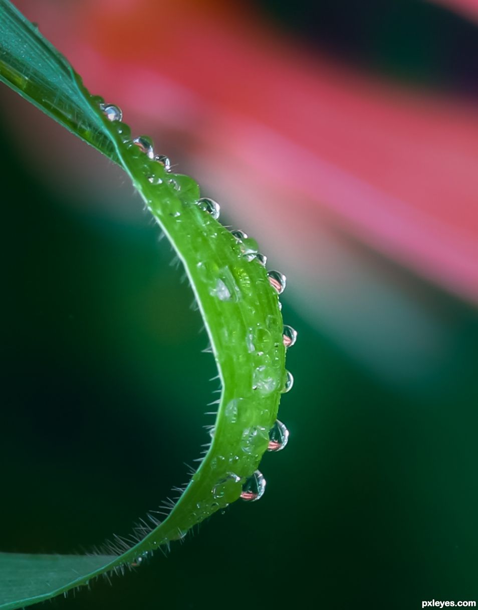 Drops on the grass