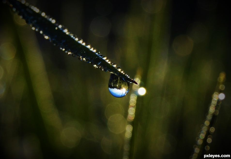 Dew Drop