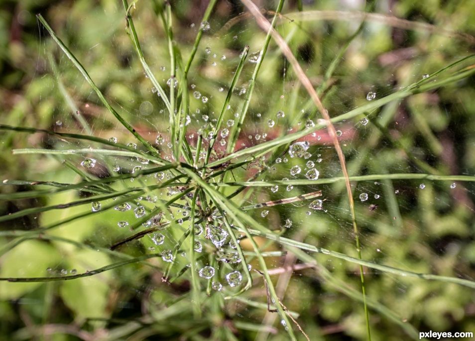 after the rain