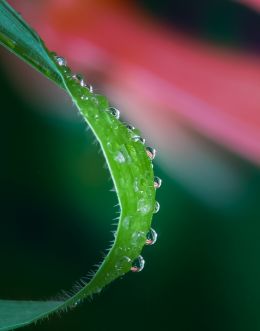 Drops on the grass