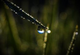 Dew Drop