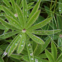 Raindrops Picture