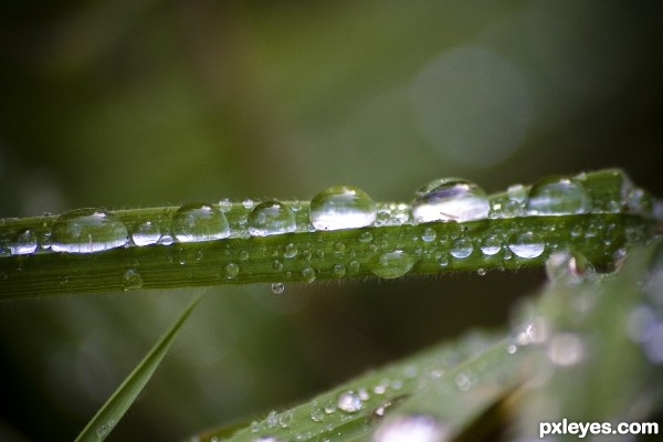 Grass drops