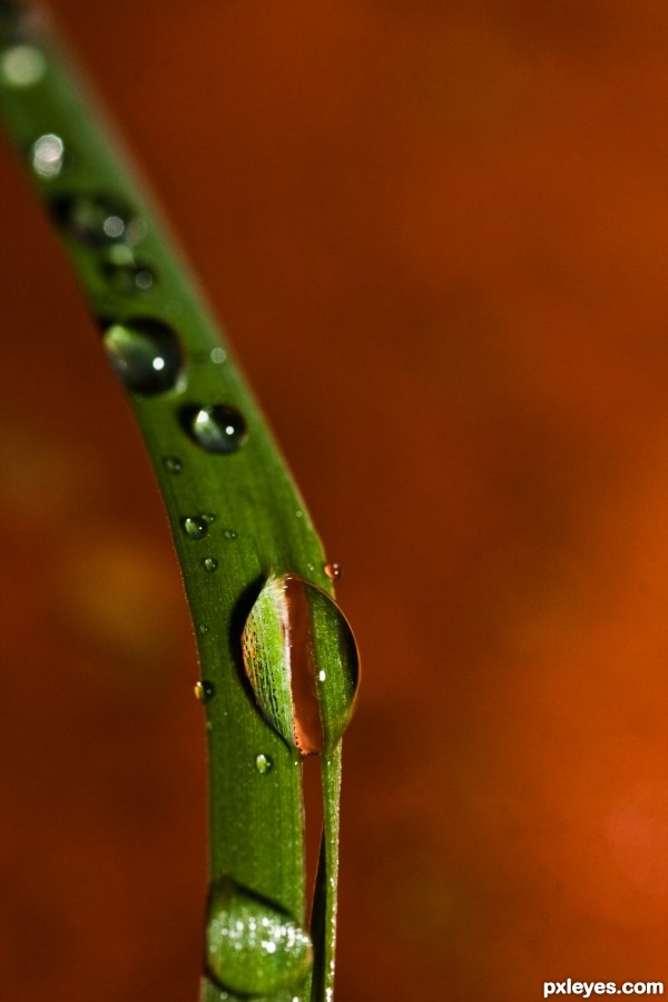 Green Droplet