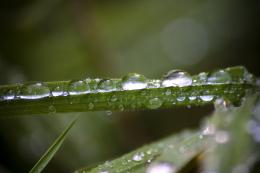 Grass drops