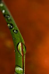 Green Droplet