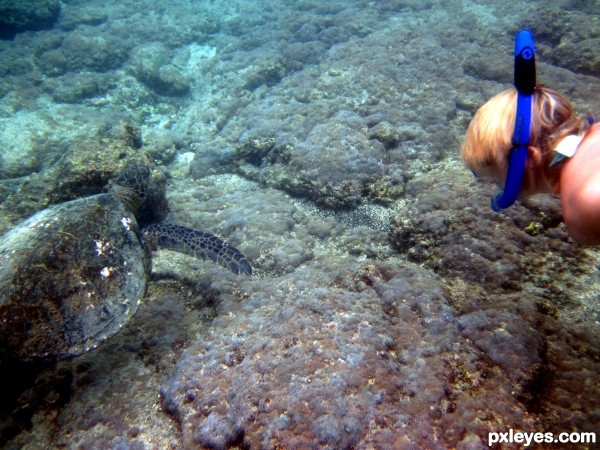 Girl Meets Sea Turtle