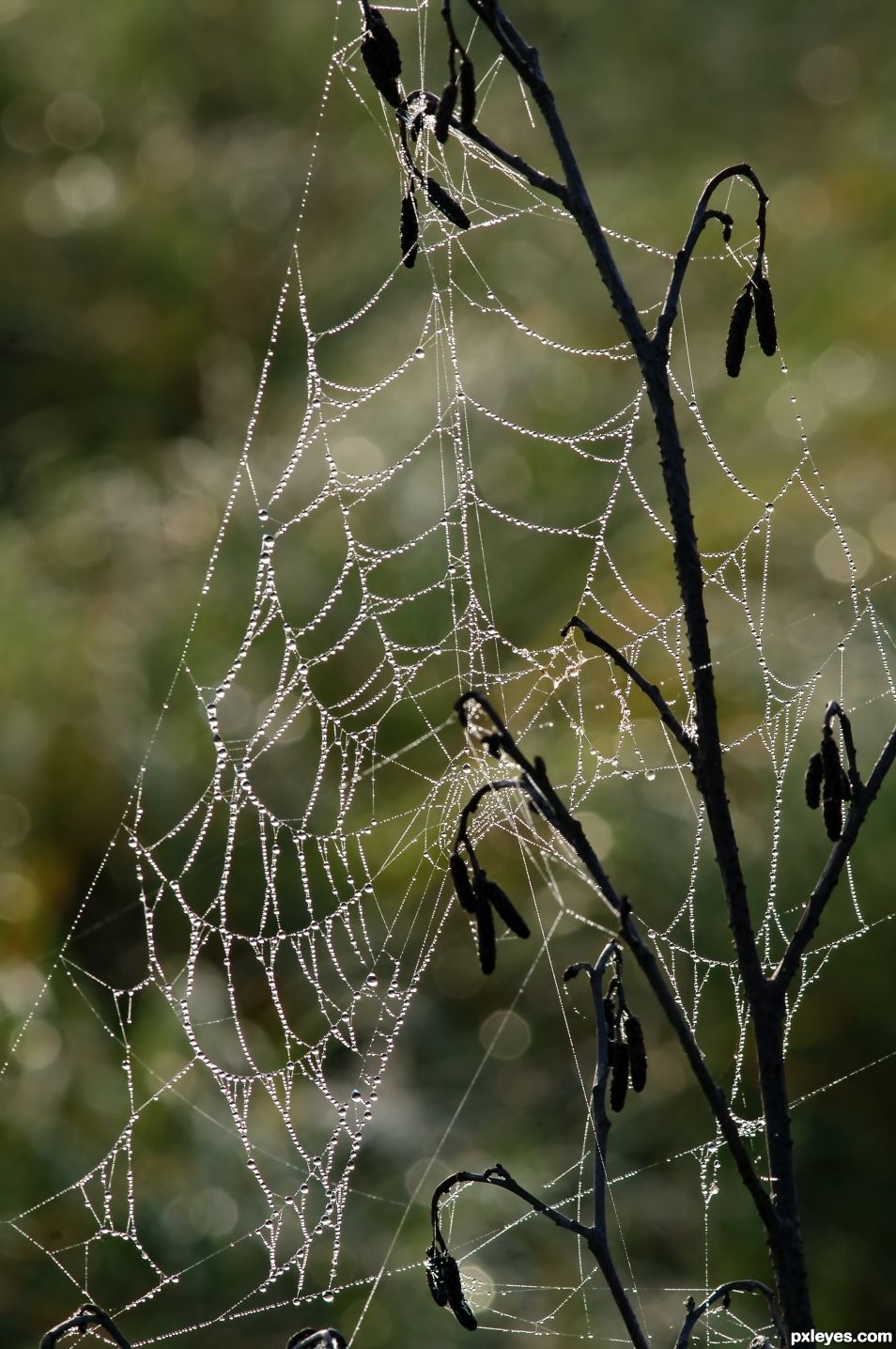 Wet Web