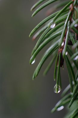 Drop