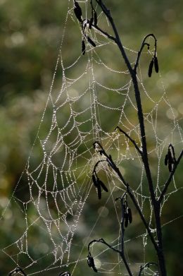 Wet Web