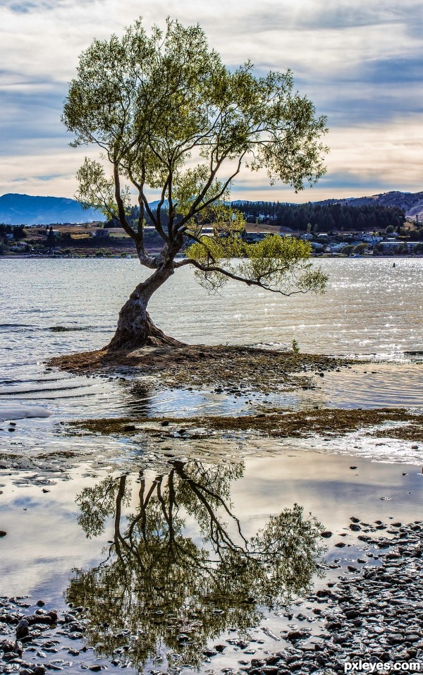 Tree reflection