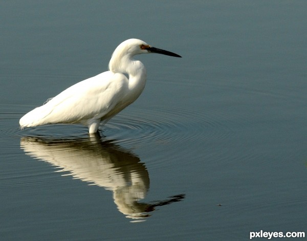 Winged reflection