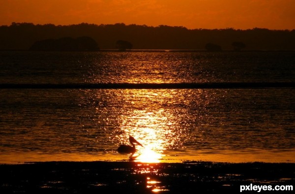 Pelican in the Sunset