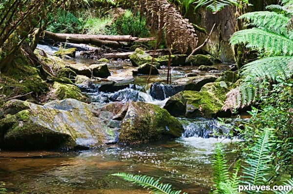 forest stream