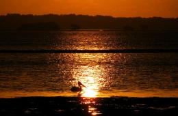 Pelican in the Sunset