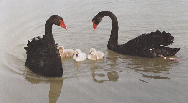 Creation of Family Matters: Step 1