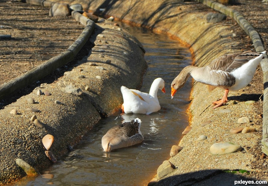 A Duck in a Ditch