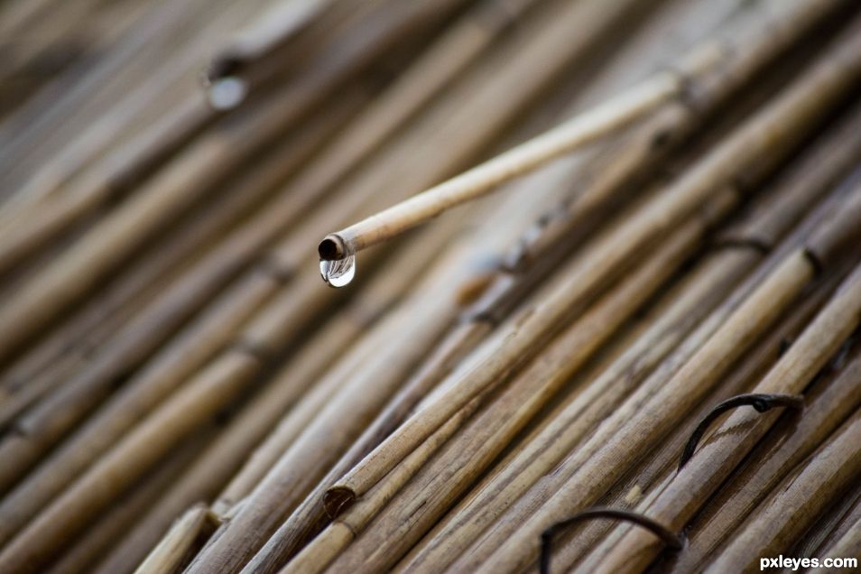 Water reed roof in the rain