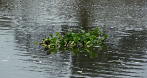 floating island