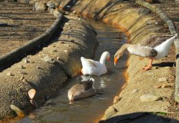 A Duck in a Ditch