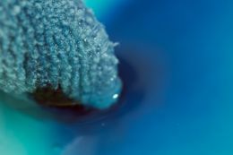 Blue Fiber Blue Water