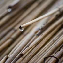 Waterreedroofintherain