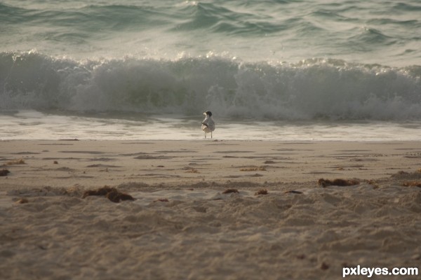 Gull and Wave