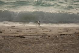 Gull and Wave Picture