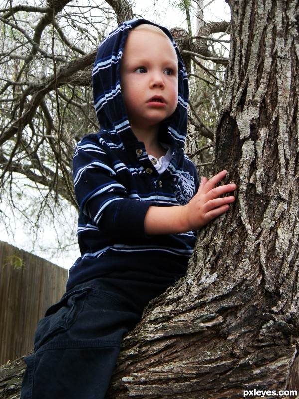 Hanging in the Tree