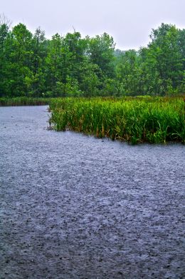 Rain Storm in the Swamp