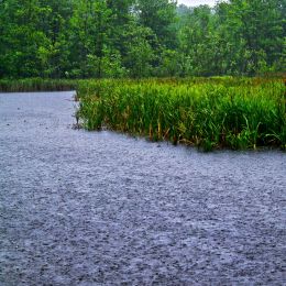 RainStormintheSwamp