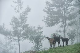 In the Mist
