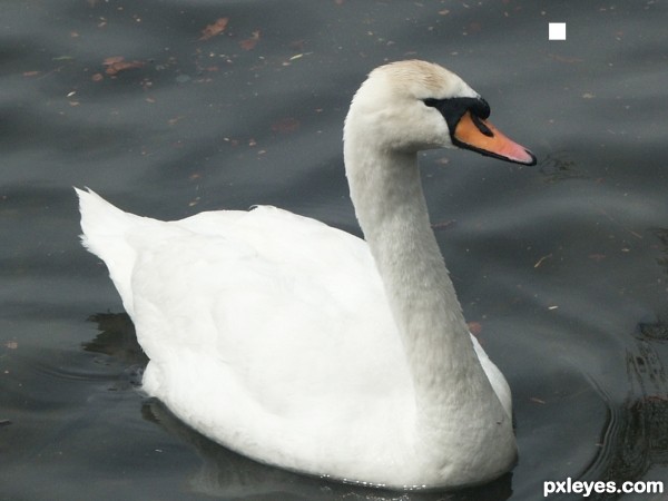 Creation of swan: Step 1