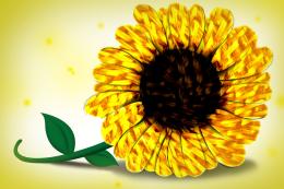 Sunflower Picture